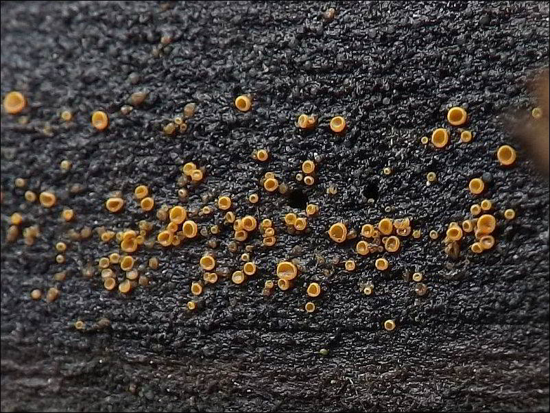 Arachnopeziza trabinelloides