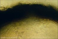 Acanthonitschkea tristis