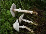 Agaricus comtulus