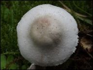 Agaricus comtulus