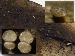 Allophylaria macrospora