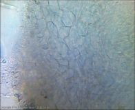 Allophylaria macrospora