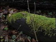 Arachnopeziza trabinelloides