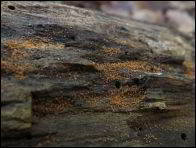 Arachnopeziza trabinelloides