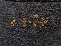 Arachnopeziza trabinelloides