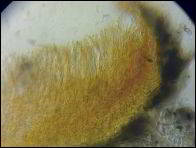 Arachnopeziza trabinelloides