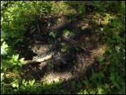 Ascobolus carbonarius