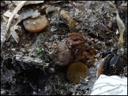 Ascobolus carbonarius