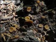 Ascobolus carbonarius