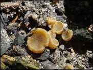 Ascobolus carbonarius