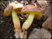 Aureoboletus gentilis