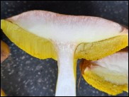 Aureoboletus gentilis