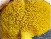 Aureoboletus gentilis