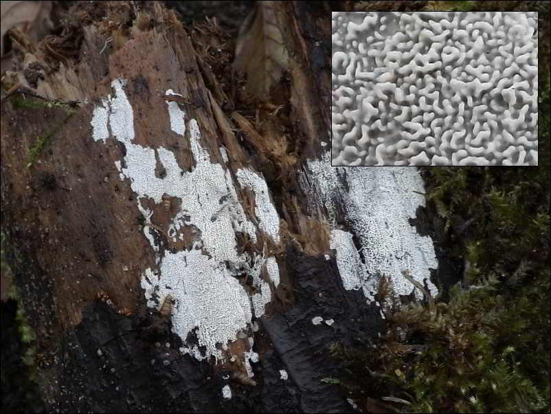 Ceriporia reticulata