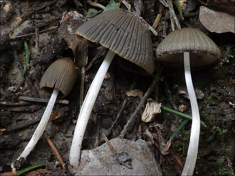 Coprinus hiascens
