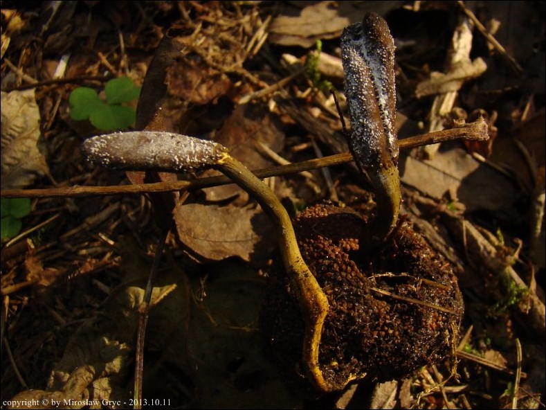 Cordyceps ophioglossoides