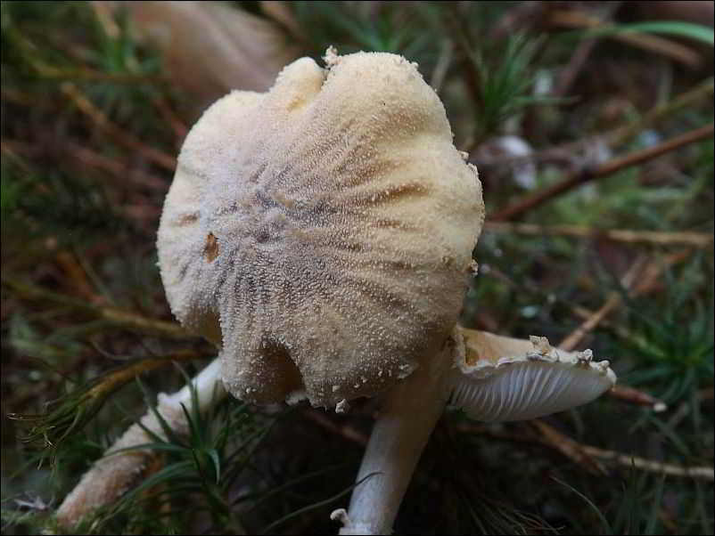Cystoderma amianthinum