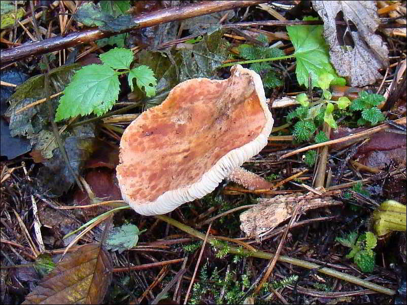 Cystodermella adnatifolia