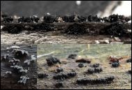 Camaropella pugillus