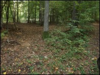 Clavulinopsis luteoalba