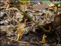 Clavulinopsis luteoalba