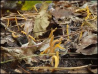 Clavulinopsis luteoalba