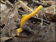 Clavulinopsis luteoalba