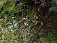 Clitocybe trulliformis