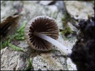 Coprinellus allovelus