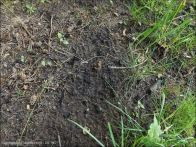 Coprinellus angulatus