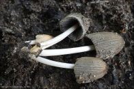 Coprinellus angulatus