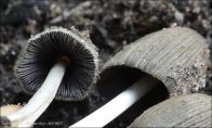 Coprinellus angulatus