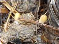 Coprinellus congregatus