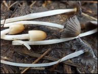 Coprinellus congregatus