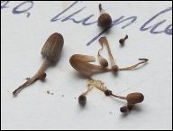 Coprinellus heterosetulosus