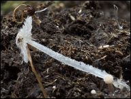Coprinopsis candidolanata