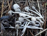 Coprinopsis rugosobispora