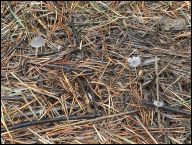 Coprinopsis rugosobispora