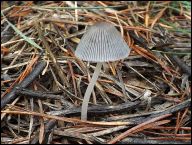 Coprinopsis rugosobispora