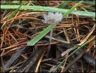 Coprinopsis rugosobispora