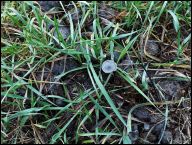 Coprinopsis rugosobispora