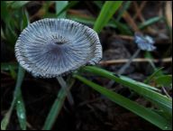 Coprinopsis rugosobispora
