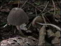 Coprinus hiascens