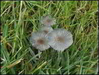 Coprinellus plagioporus
