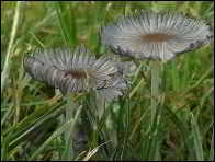 Coprinellus plagioporus