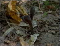 Cordyceps ophioglossoides