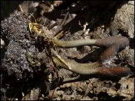 Cordyceps ophioglossoides