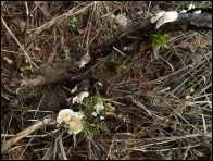 Crepidotus lundellii