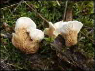 Crepidotus lundellii