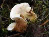 Crepidotus lundellii